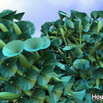 Procedural Plants in Houdini